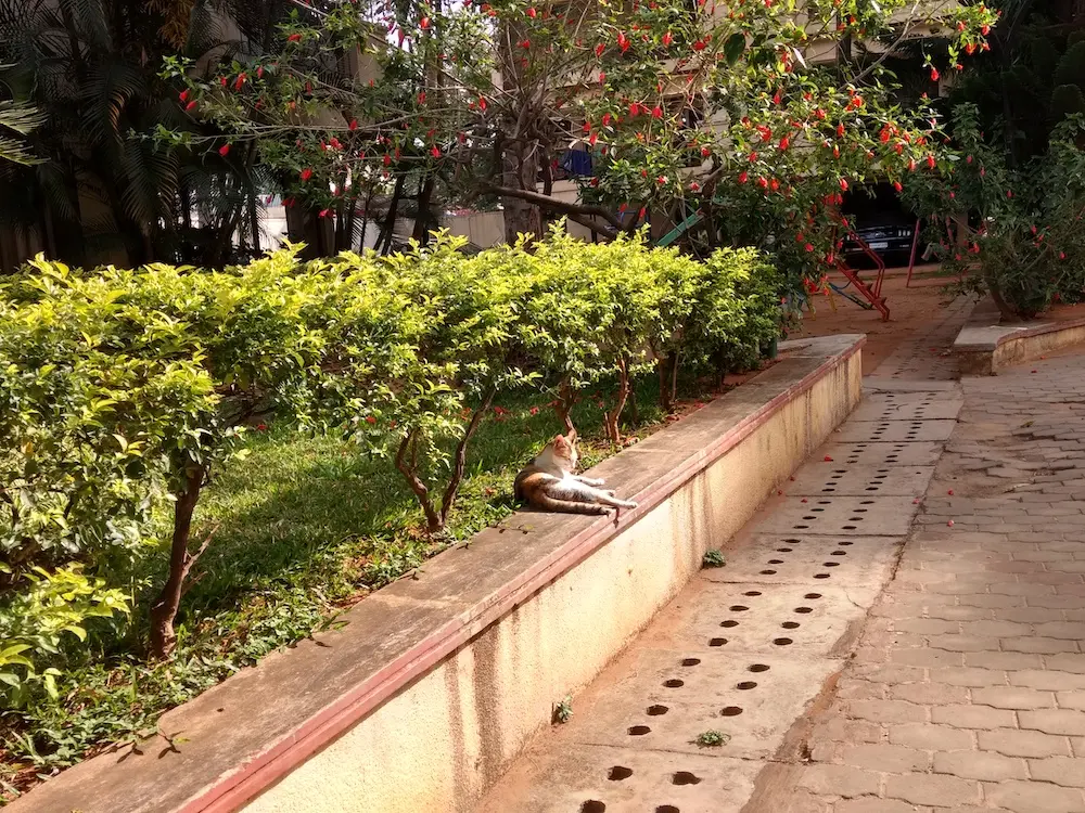 cat, pet, nature, photo, animal