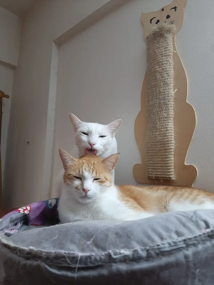cat, pet, nature, photo, animal
