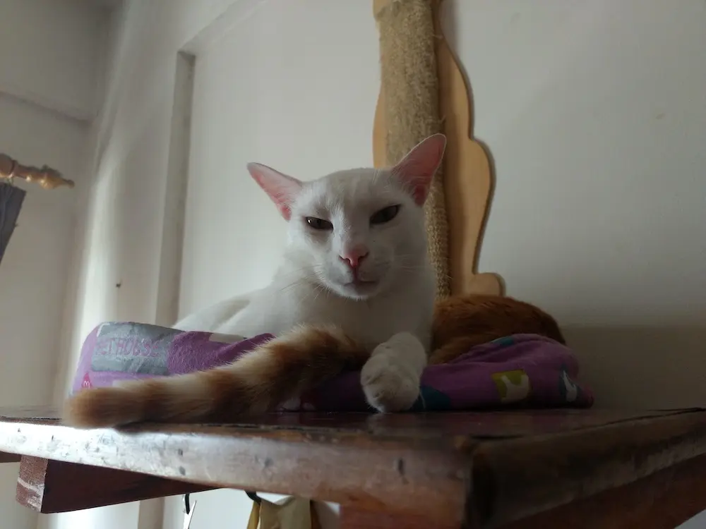cat, pet, photo, life