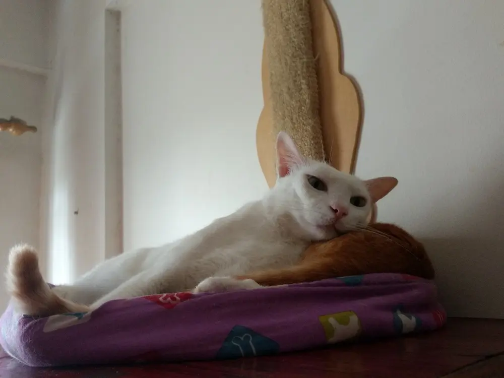 cat, pet, nature, photo, animal