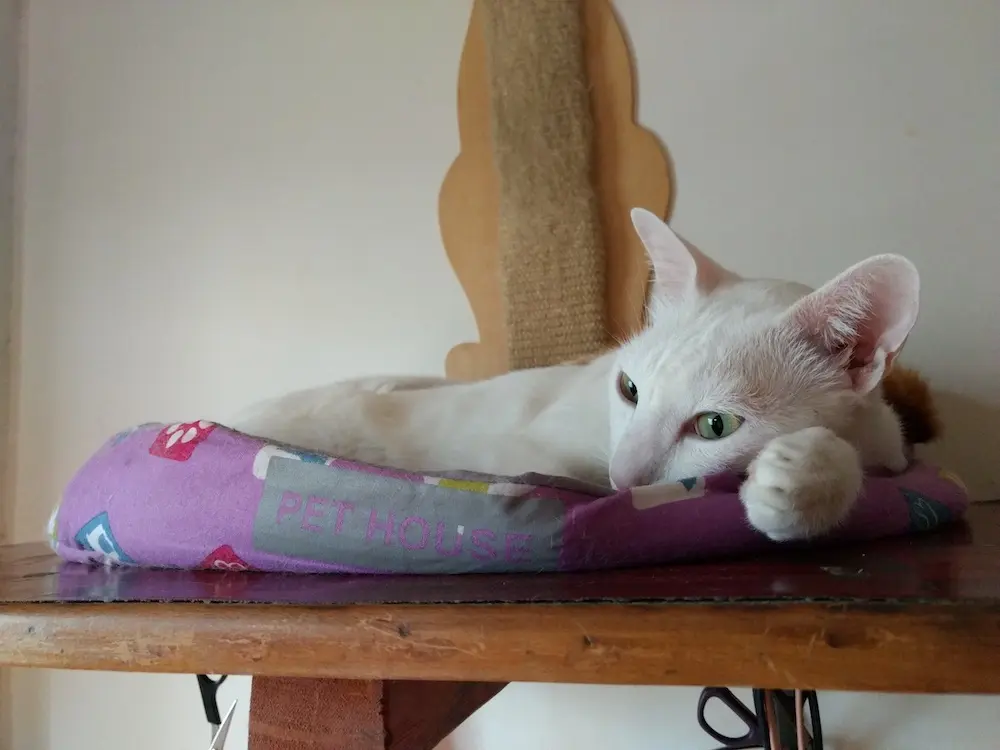 cat, pet, animal, photo