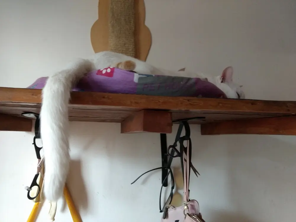 cat, pet, animal, photo