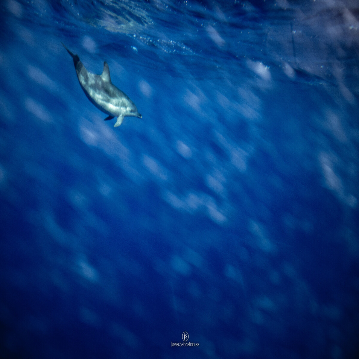 Dolphin under water · JavierSebastian.es