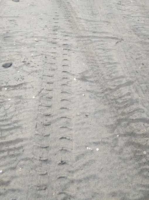 Yes! the mysterious footprints belonged to a sleepy turtle that wanted to reach the waves of the sea.