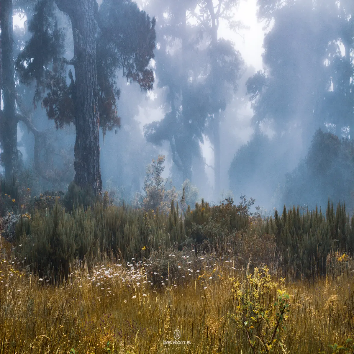 This is a magical photo of the cloud forests in the north of the island of La Palma.