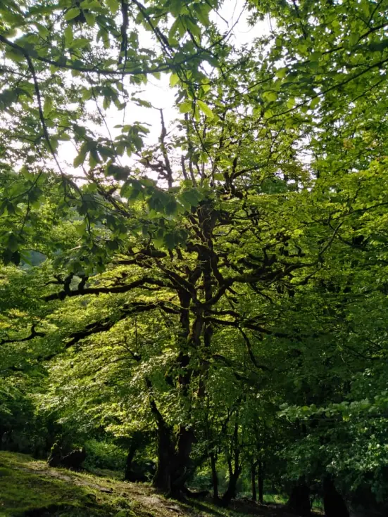 How to Revive A Lost Friendship | Embracing Nature Might Help!