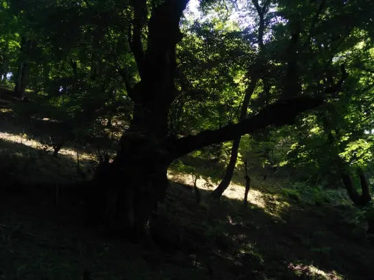 Pristine Nature, Soaring Trees & Exceptional Green Spring
