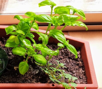 albahaca