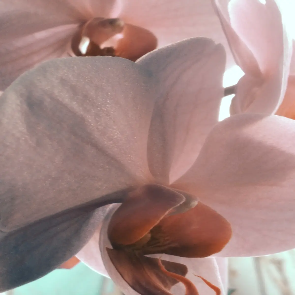 My beautiful orchid✨