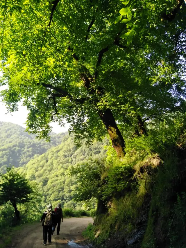 The Tallest Waterfall in Iran | An Adventurous Journey in Enchanting Forests (Part 1)