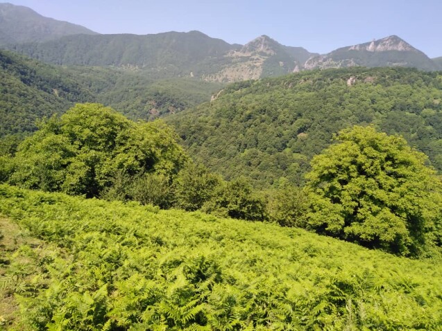 The Tallest Waterfall in Iran | An Adventurous Journey in Enchanting Forests (Part 1)