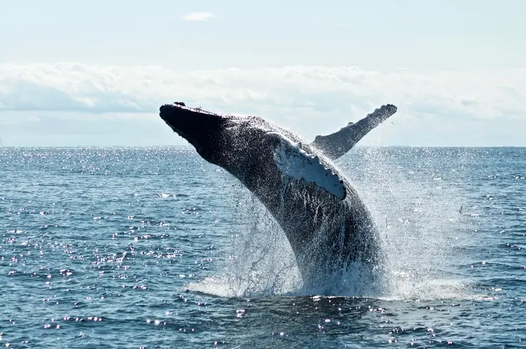 bitcoin whale