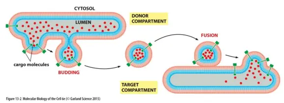 Figure I: Formation and Transport of a Vesicle