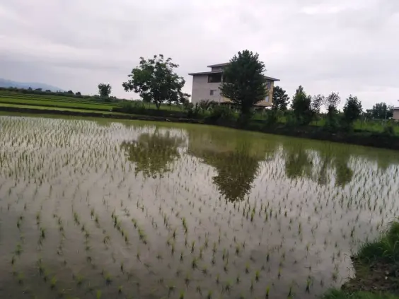 Another Story of Cycling: Finally The Rain & The Rice Planting Season