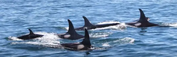 Killer Whale Pod hunting Great White Shark Livers