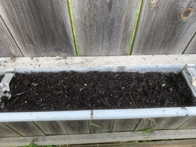 beets