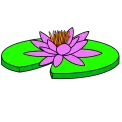 lily pad
