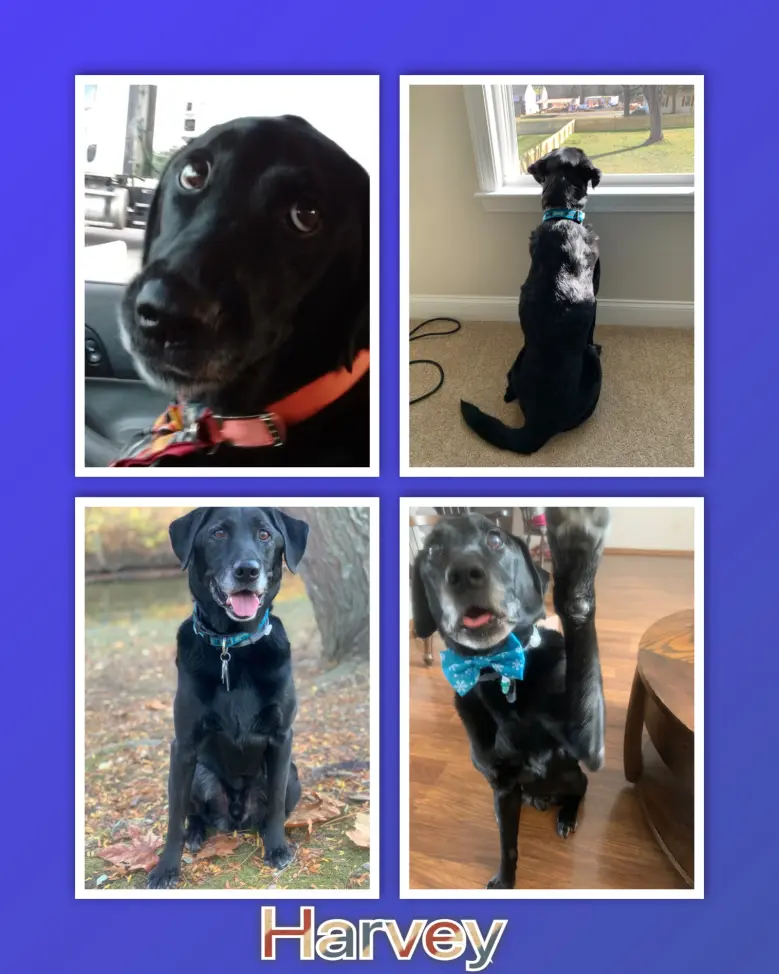 Faces of Harvey
