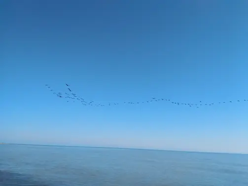 The Story of Cycling | As Migratory Birds Fly Over The Endless azure