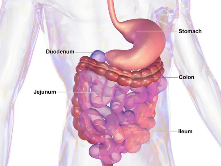 digestive system
