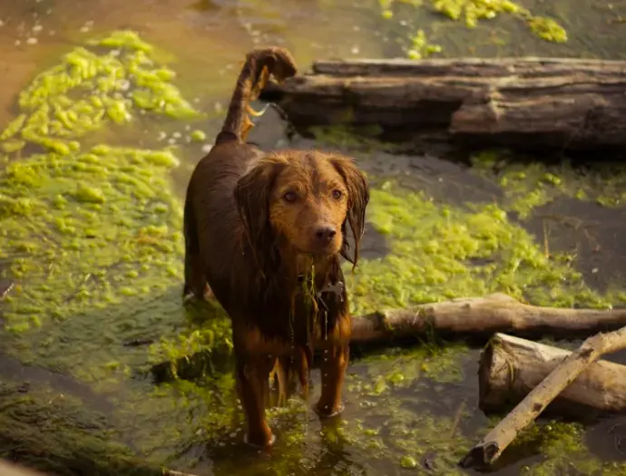 Dog