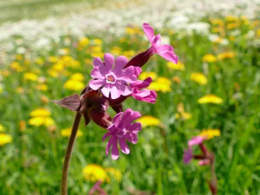 Silene dioica