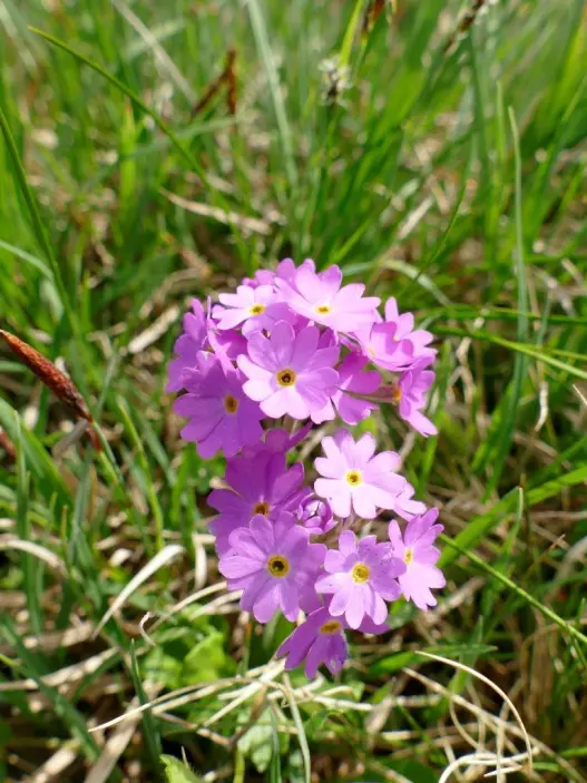 Primula farinosa