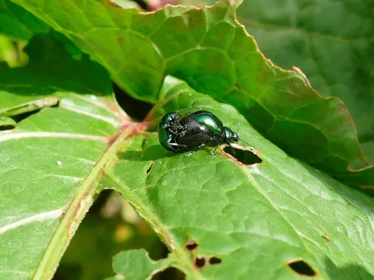 green bugs