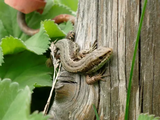 Sand Lizard