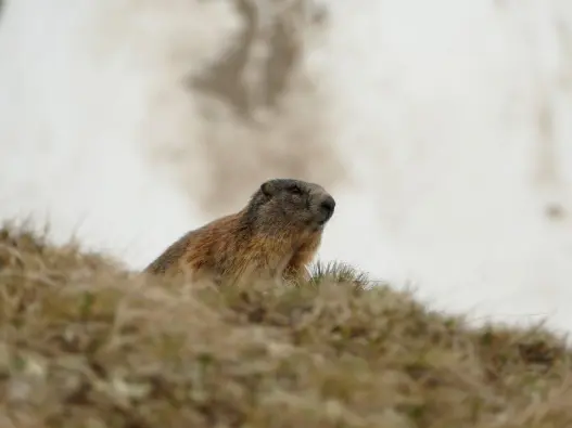 alpine Marmot