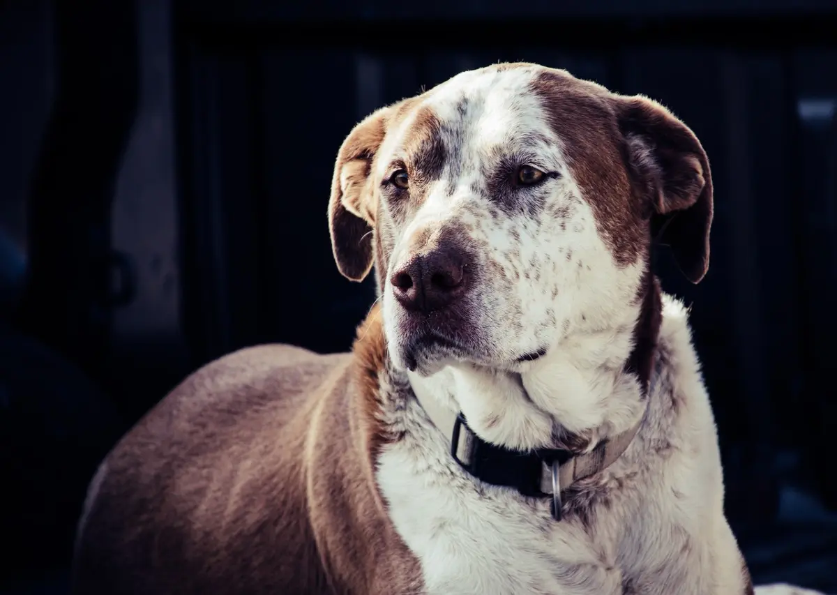 American Pitbull by Brett Sayles