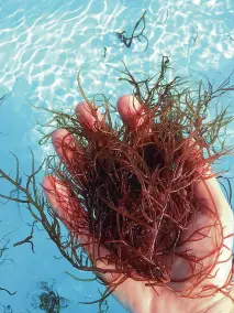 Limu Kohu