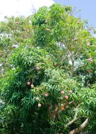 Mango Trees Hawai'i Backyard