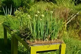 HAWAII GROWN GREEN ONION