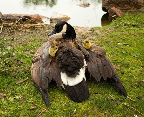 Goose with goslings