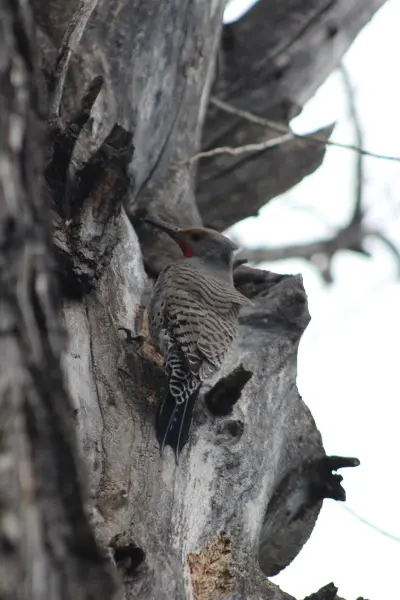 Woodpecker