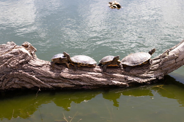 Sunning Turtles