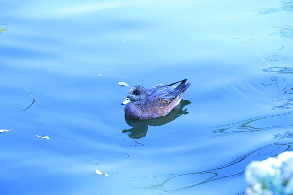 Duck