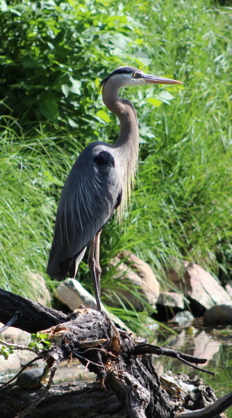 Heron?