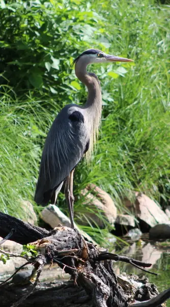 Heron?