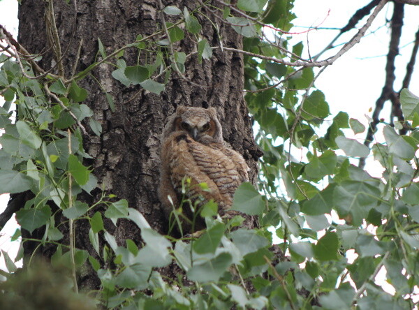 Baby great horned owl