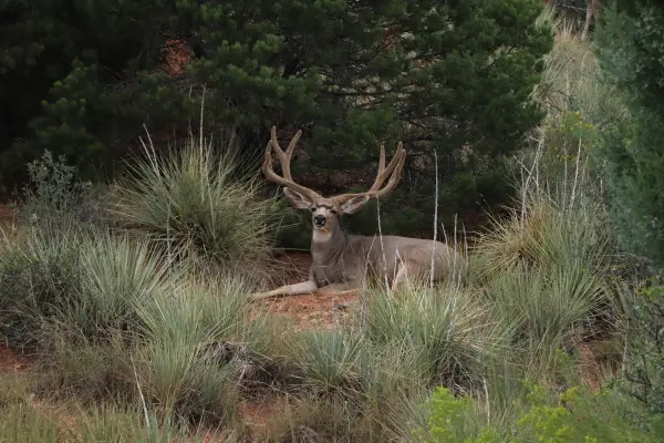 Deer