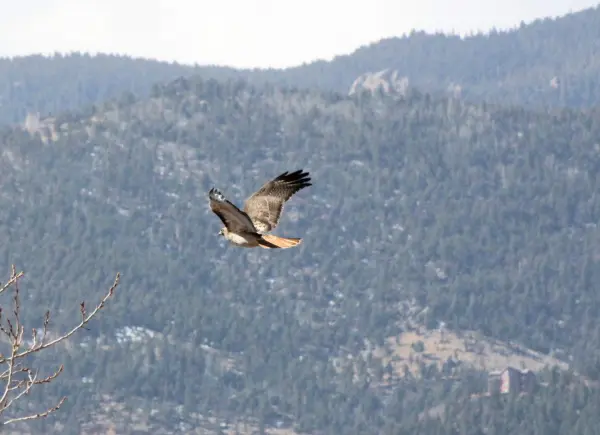 Hawk