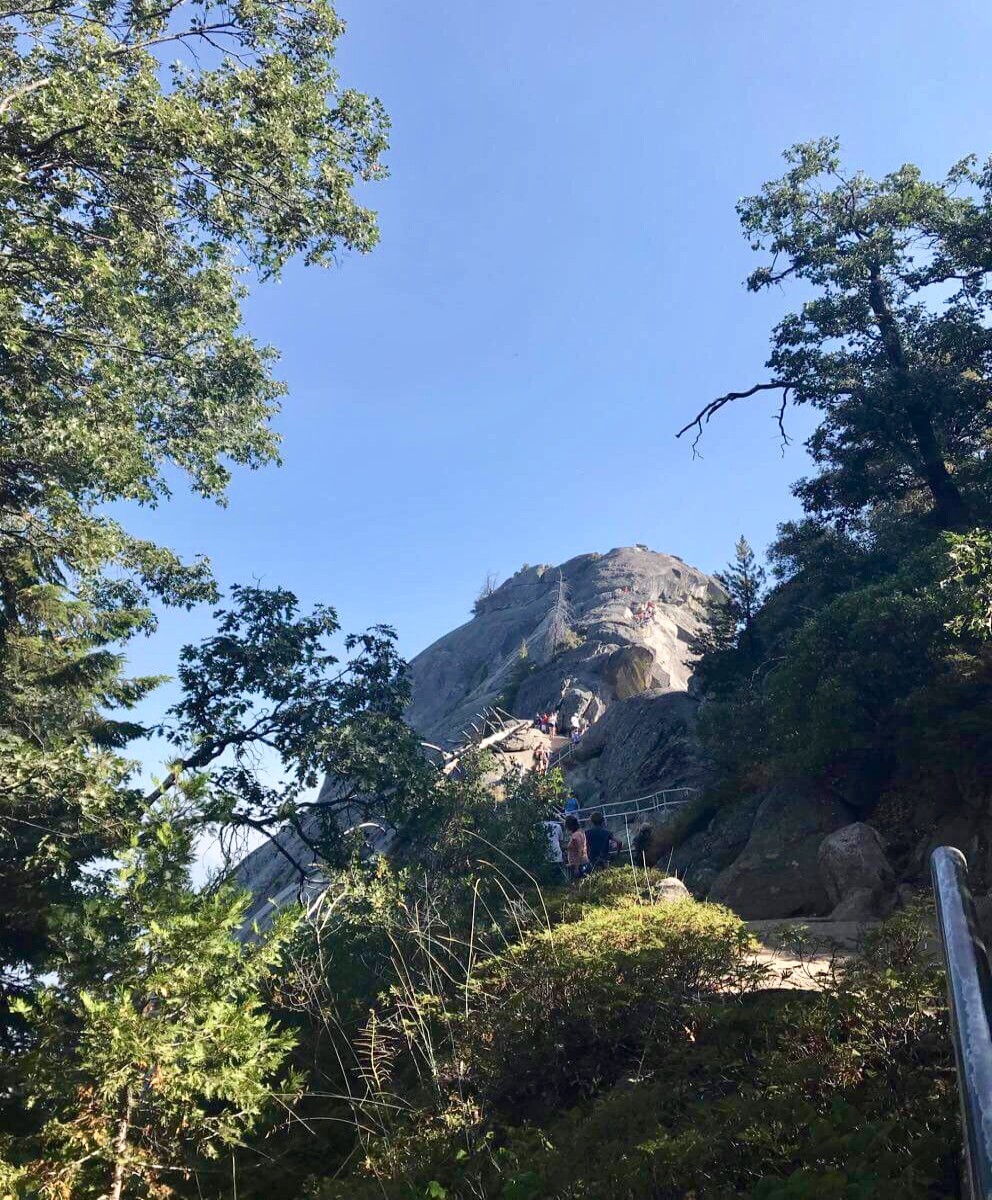 Sequoia