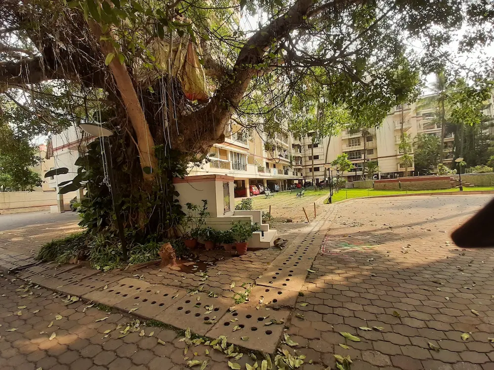 nature, greenery, mornings