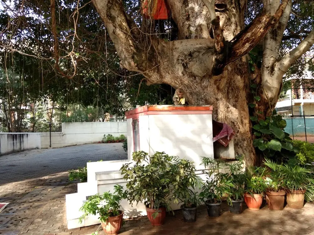 nature, greenery, mornings, environment, monkey