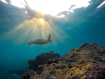 honu
