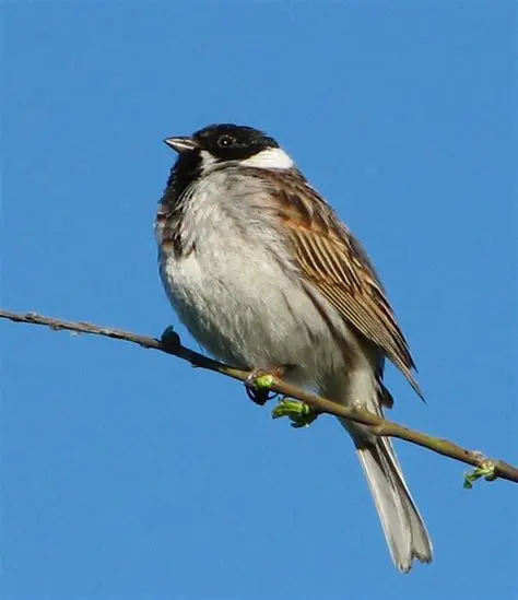 436fd158e8767805cc9640e882d3e86a105124ffbf720dabcf4cd63c45fd605e.jpg