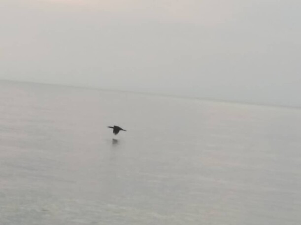 Dark Flying Sea-Bird, Sunrise & Beautiful Rock!