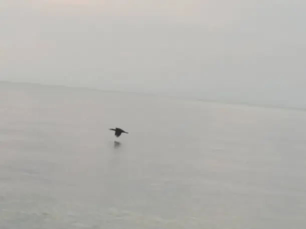 Dark Flying Sea-Bird, Sunrise & Beautiful Rock!